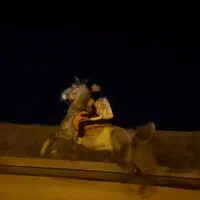 مادیان