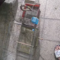 قفس پرنده دوعدد