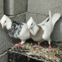 چند تعداد کفتی درج یک.