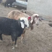میش و بره