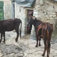 دوعددگاوجوان  باگوساله محلی