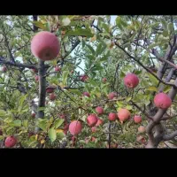 باغ-ثمری-سی-سخت