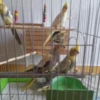 عروس هلندی