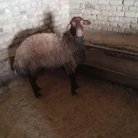 یک راس گوسفند نر