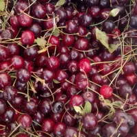 آلبالو رسمی۱۵۰ انگور۷۰هلوانجیلی شلیل انجیلی گیلاس