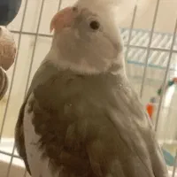 عروس وات فیس