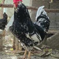 خروس|حیوانات مزرعه|بندر دیر, |دیوار