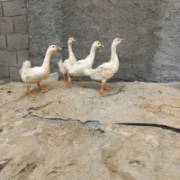 قوغاز چینی گردن ماری . جوجه برهما .مرغ