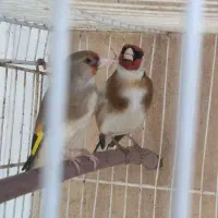 پرندگانه زینتی شماره تماس