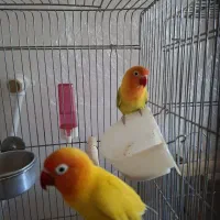 جفت طوطی برزیلی (کوتوله)و گرینچیک