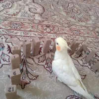 عروس هلندی دوماه 7تاش