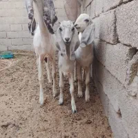 گوسفند