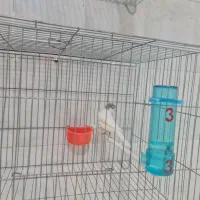 قناری نر سفید کاکلی و ماده سفید کاکلی طوسی
