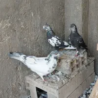 کبوتر