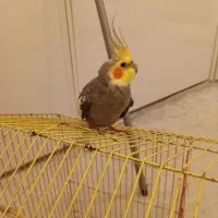 عروس هلندی نر