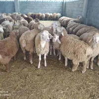 گوسفند زنده مغان افشار وسنگسر کردستان