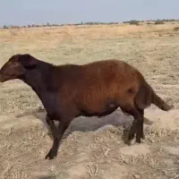 نژاد افشاری مغانی  سنگسر داره پلاک بهداشت دام زنده