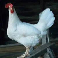 مرغ سفید تخم گذار جوان