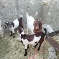 دوعدد بز جوان با کهره