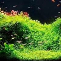 طراحی و اجرای انواع اکواریوم گیاهی