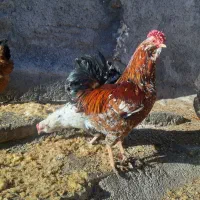 گلین|حیوانات مزرعه|تایباد, |دیوار
