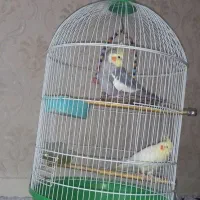 عروس هلندی نروماده سخنگو