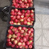سیب گلاب درجه یک