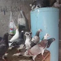 کبوترگرفتنی