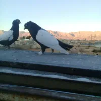 کبوتر بهبهونی