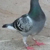کبوتر ماده پرسفید مسافتی