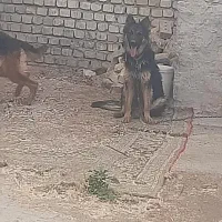 واگذاری سگ