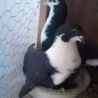 کبوتر|پرنده|قائم‌شهر, |دیوار