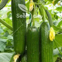 کارگر کارکشاورزی هستیم تا۲۰نفر