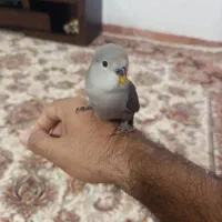 کوتوله برزنتی دستی