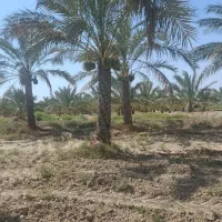 فروش نخل آبپخش