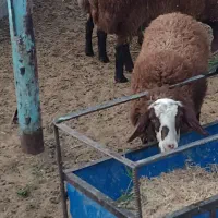 فروش بر نر و ماده هترو