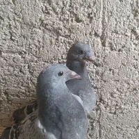 مجسمه ذات