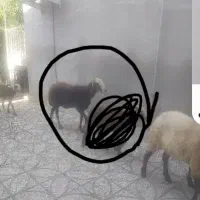 گوسفند