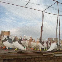 کف پرشی