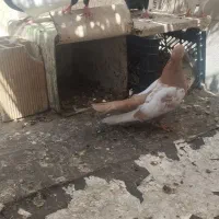 جفت سینه ای
