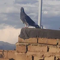 کبوتر|پرنده|نیشابور, گنبد سبز|دیوار