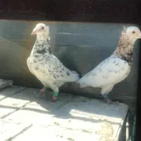 نر و ماده سار هفت رنگ کاکلی