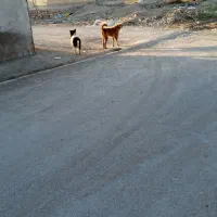 کارگزاری سگ