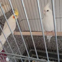 عروس هلندی طوطی