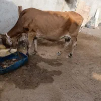 گاو گوساله