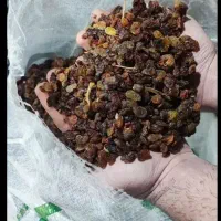 کشمش سایه آفتاب