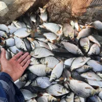 بچه ماهی کپور طلایی بشقابی ، قزل آلا ،آمور