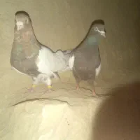 کبوتر