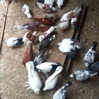 کبوتر ساعتی و زینتی