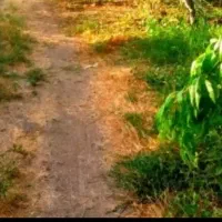 زمین آینده دار قاین